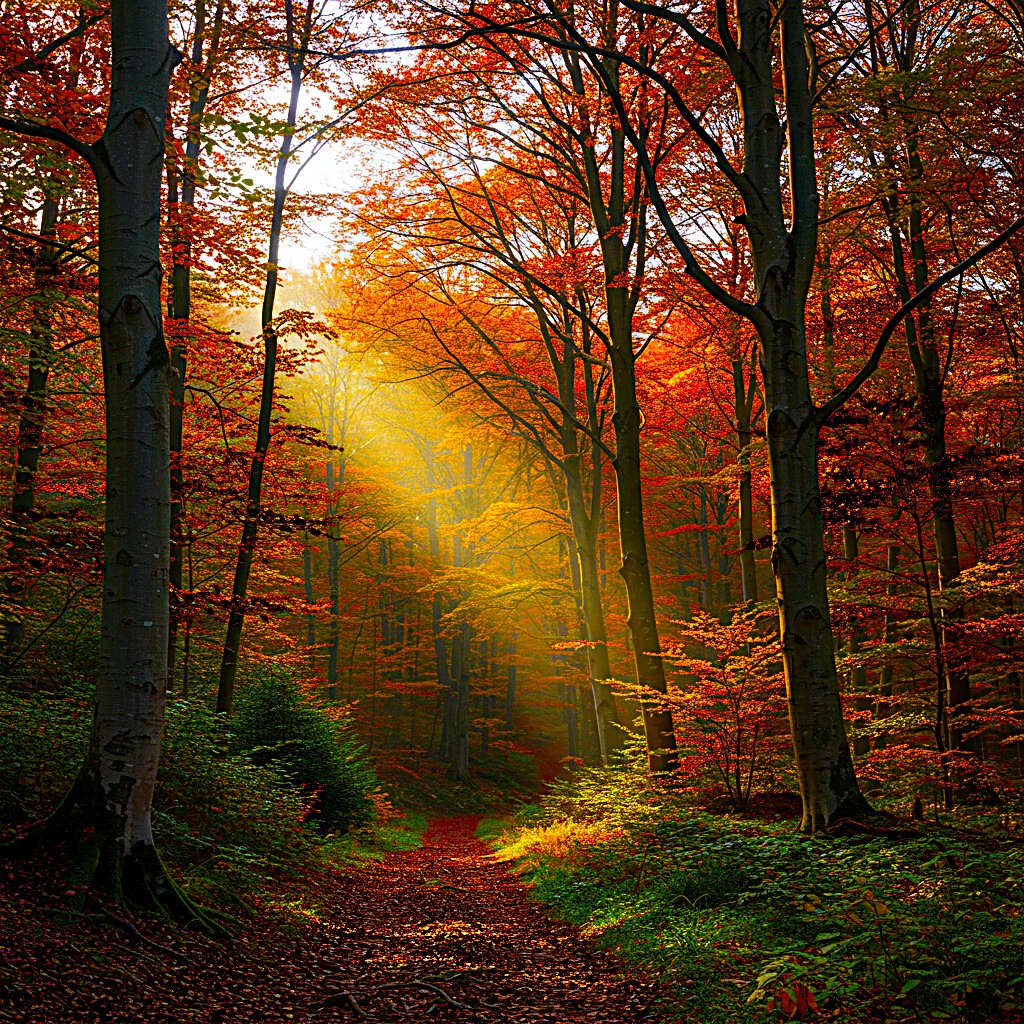 A Journey Through Valdaso’s Foliage